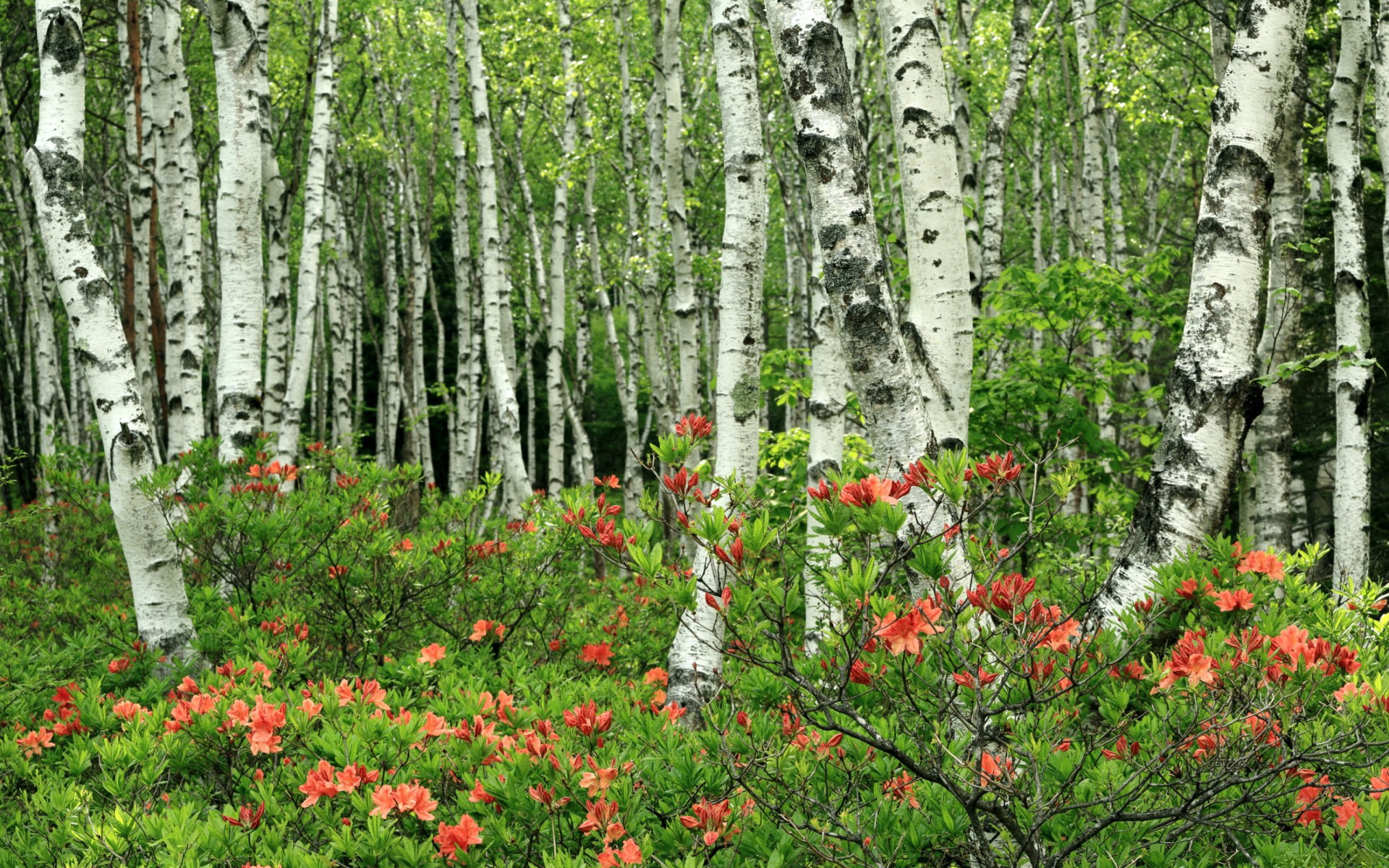阿拉瓦客场失利，保级形势继续恶化，阿瓦拉山